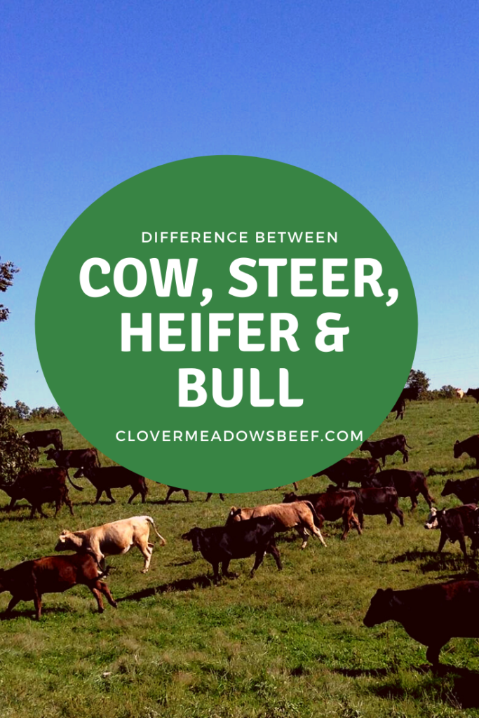 Difference between a steer vs bull and cow vs heifer - Clover Meadows Beef