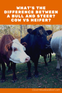 Difference between a bull and steer, cow vs heifer - Clover Meadows Beef