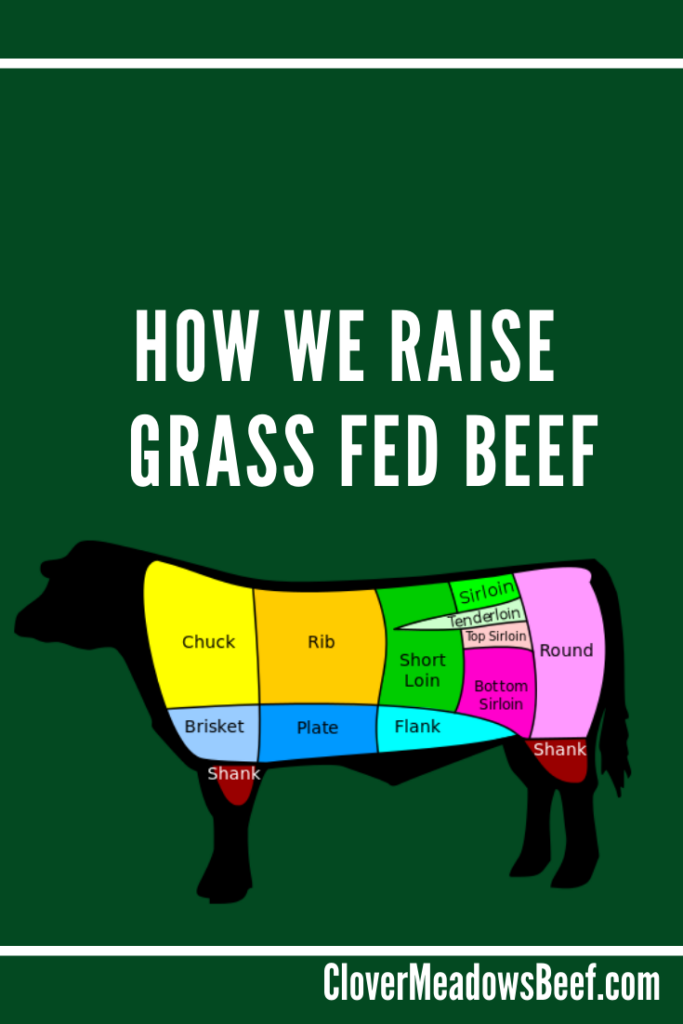 How We Raise Our Grass Fed Beef - Clover Meadows Beef