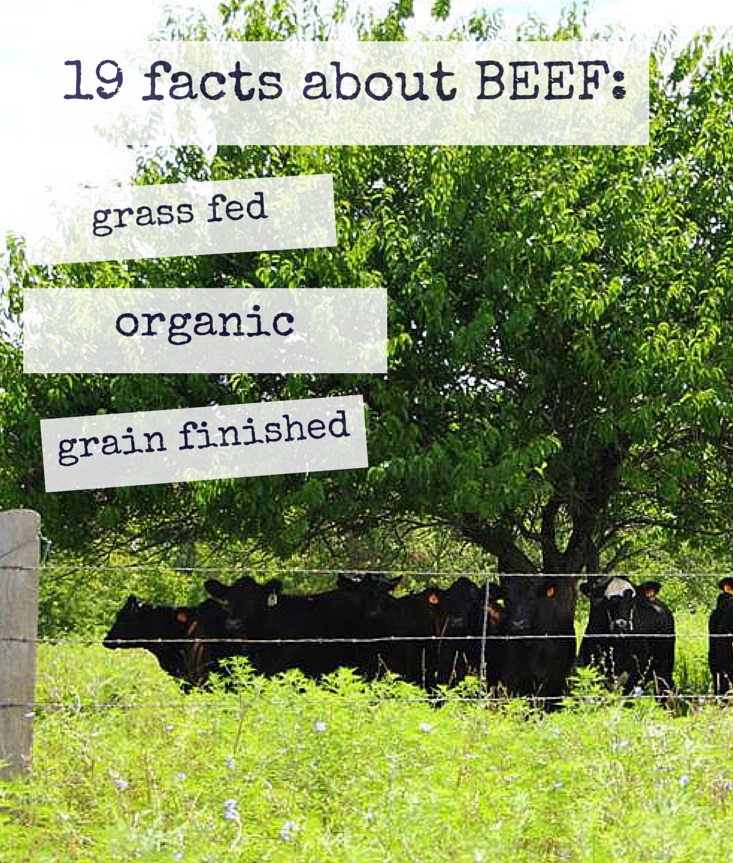 beef facts