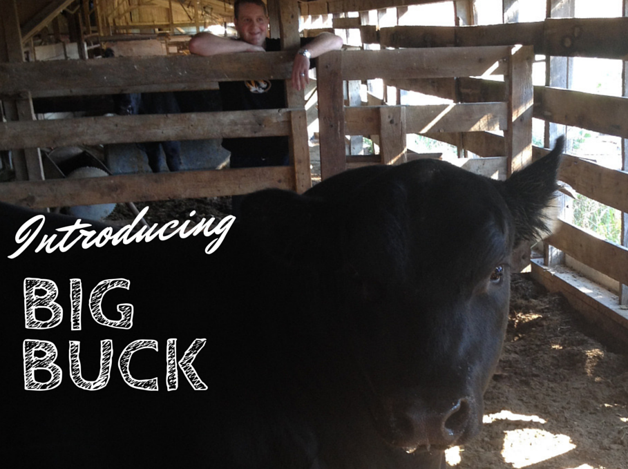 Meet Big Buck, the newest bull at Clover Meadows Beef