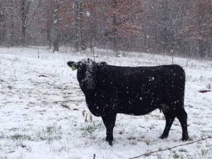 snow and cows | clover meadows beef grass fed beef st louis missouri STL