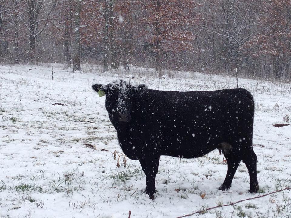 do cows get cold. how do cows stay warm in winter. cow in snow.