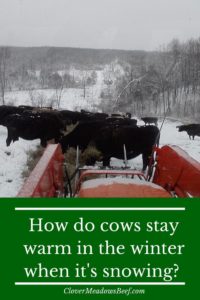 how do cows stay warm in winter - snow cow - clover meadows beef grass fed beef st louis missouri all natural beef
