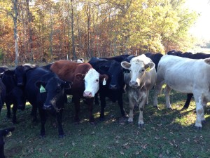 Happy Cows - Missouri Grass Fed Beef