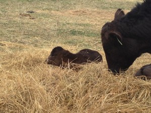 Calf in the hay