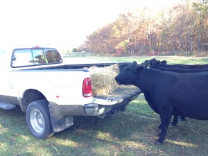 St Louis Grass Fed Beef - Hay on Truck