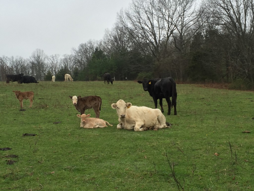 Baby Calves | Clover Meadows Beef