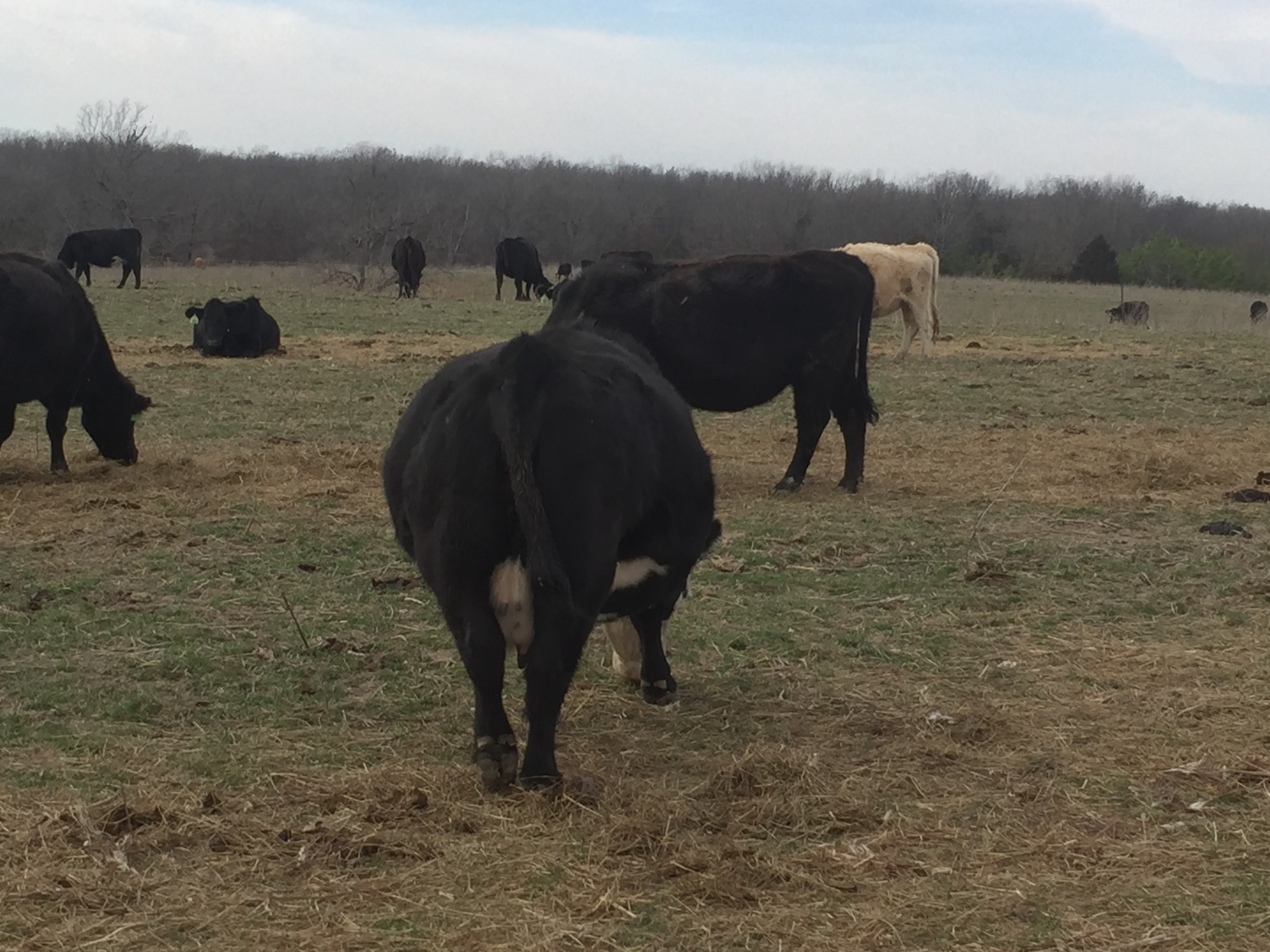 Pregnant Cow Clover Meadows Beef