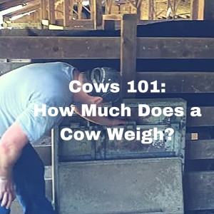 How much does a cow weigh video