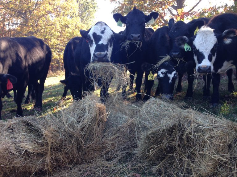 Picture of Making hay and feeding hay to our cattle - Clover Meadows Beef