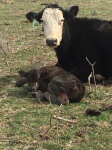 Baby Calf | Clover Meadows Beef