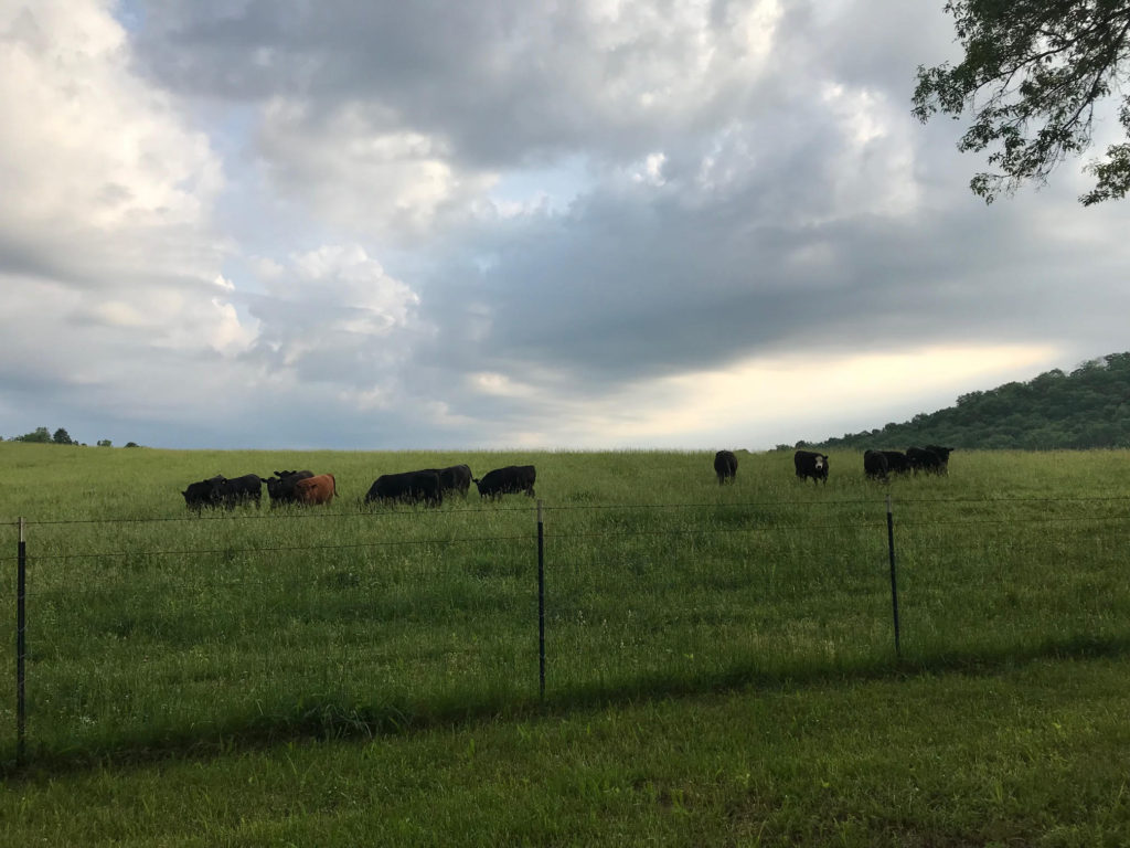 building a fence | Clover Meadows Beef Grass Fed Beef St. Louis Missouri | Free Delivery