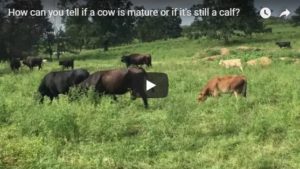 How can you tell if a cow is mature or if its a calf | Clover Meadows Beef Grass Fed Beef St Louis | STL | Free Delivery