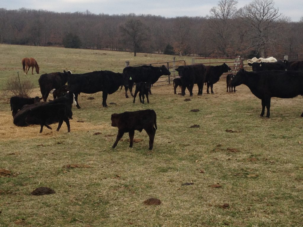 Cattle Round Up (video) Clover Meadows Beef