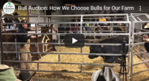 bull auction | Clover Meadows Beef Grass Fed Beef St Louis Missouri