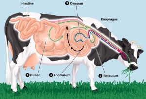 Facts About Cows. Cows are ruminants, cud chewing animals | Clover Meadows Beef Grass Fed Beef St. Louis