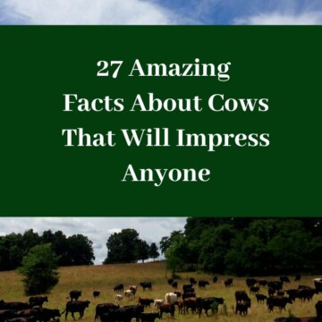 Facts-About-Cows-Clover-Meadows-Beef-Grass-Fed-Beef-St.-Louis-Missouri