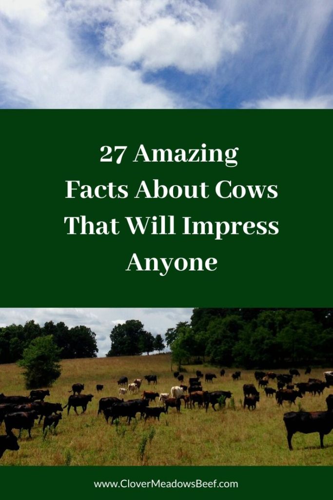 Facts-About-Cows-Clover-Meadows-Beef-Grass-Fed-Beef-St.-Louis-Missouri