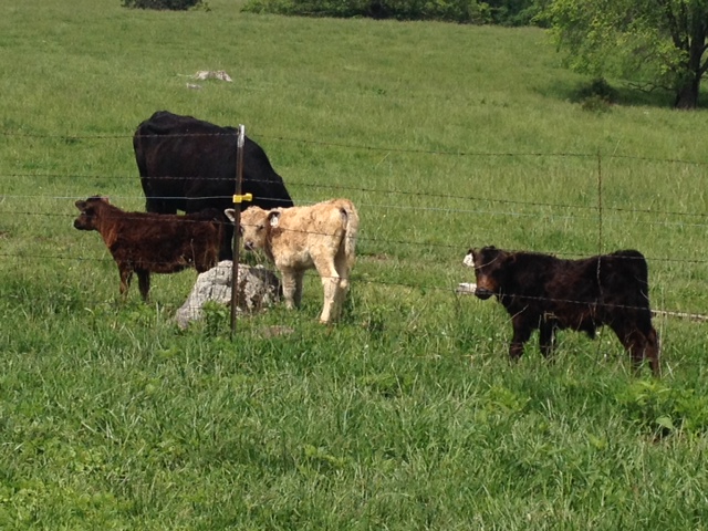 cow-steer-heifer-bull-calf-steer-vs-bull-difference