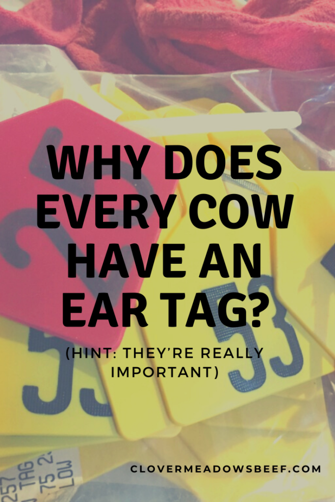 cattle ear tag