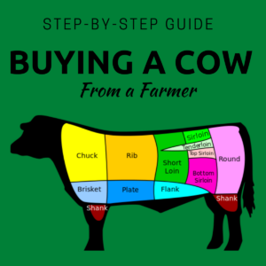 buying-a-cow-from-a-farmer-is-it-worth-it-clover-meadows-beef-grass-fed-beef-1200