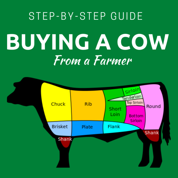 How to Buy a Cow From a Farmer Clover Meadows Beef