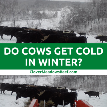 do-cows-get-cold-in-winter-clover-meadows-beef-grass-fed-beef