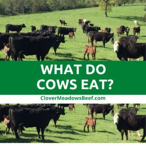 what-do-cows-eat-clover-meadows-beef-grass-fed-beef-saint-louis-missouri