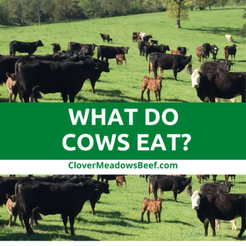 what-do-cows-eat-clover-meadows-beef-grass-fed-beef-saint-louis-missouri