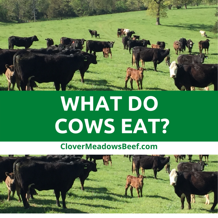 What Do Cows Eat? Clover Meadows Beef