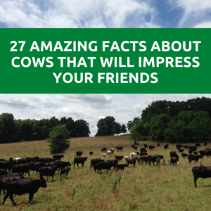 facts-about-cows