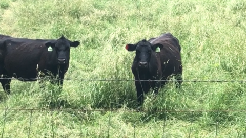 what-do-cows-eat-clover-meadows-beef-grass-fed-beef-saint-louis-missouri