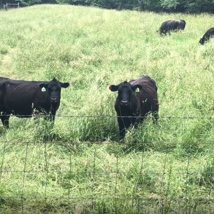 What do cattle eat How grass provides nutrition for cows Clover