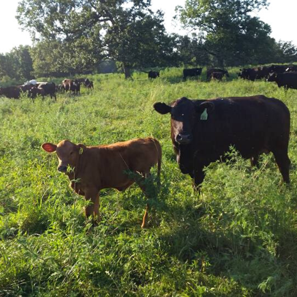 The Difference Between a Bull, Steer, Cow and Heifer (video)