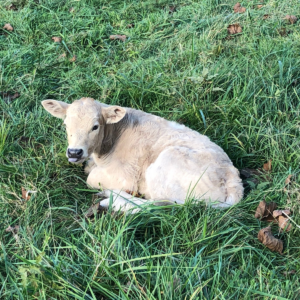 do-cows-sleep-standing-up-cow-tipping-myth