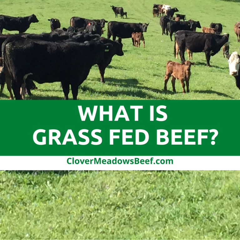 What is Grass Fed Beef? Clover Meadows Beef