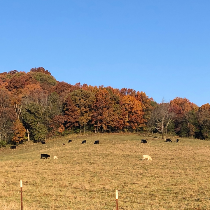Who started daylight savings time hint it wasn t farmers clover