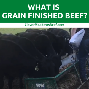 grain-finished-beef-clover-meadows-beef-grass-fed-beef-missouri-feed