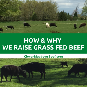how-why-we-raise-grass-fed-beef-clover-meadows-beef-saint-louis-missouri-stl