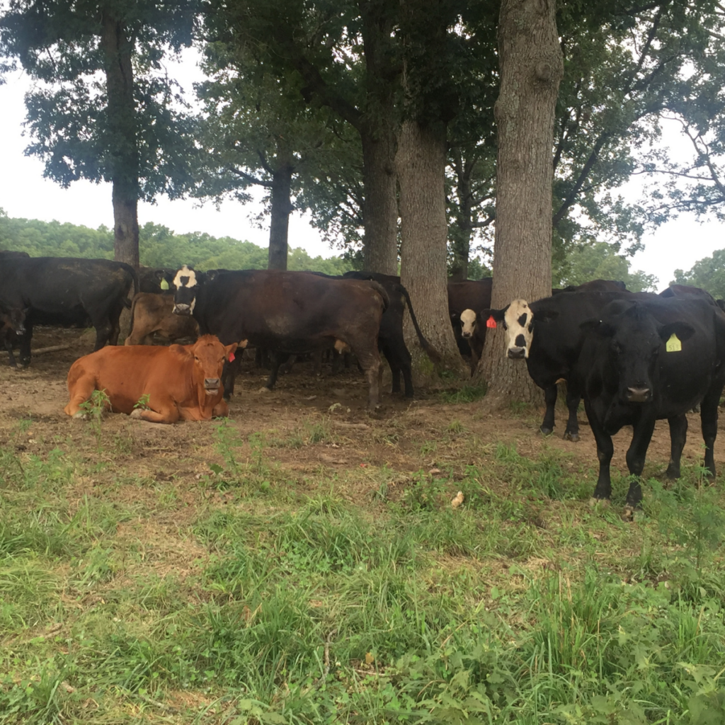 difference-between-cow-calf-heifer-steer-bull-cow-calf-operation-beef