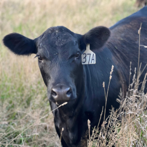 beef-cow-vs-dairy-cow-beef-breed-dairy-breed-difference-between-vs-beef-cattle-dairy-cattle