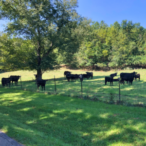 difference-between-grass-finished-vs-grain-finished-beef-clover-meadows-beef
