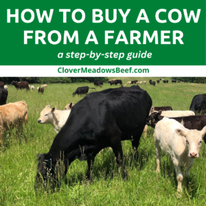 how-to-buy-a-cow-from-a-farmer-guide-clover-meadows-beef