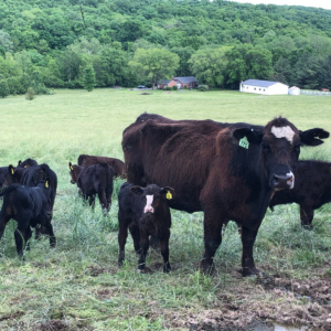 head-of-cattle-herd-of-cattle-livestock-terms-mean-clover-meadows-beef-grass-fed-beef-2